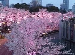 ﾐｯﾄﾞﾀｳﾝ桜.jpg